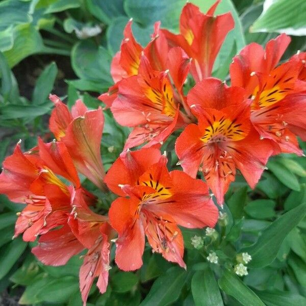 Alstroemeria aurea Blomma