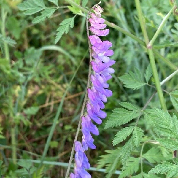 Vicia cracca Floare