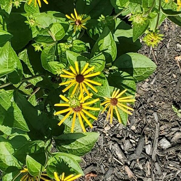 Rudbeckia subtomentosa ᱵᱟᱦᱟ