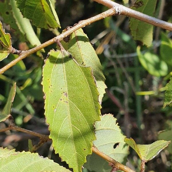 Grewia trichocarpa Lapas