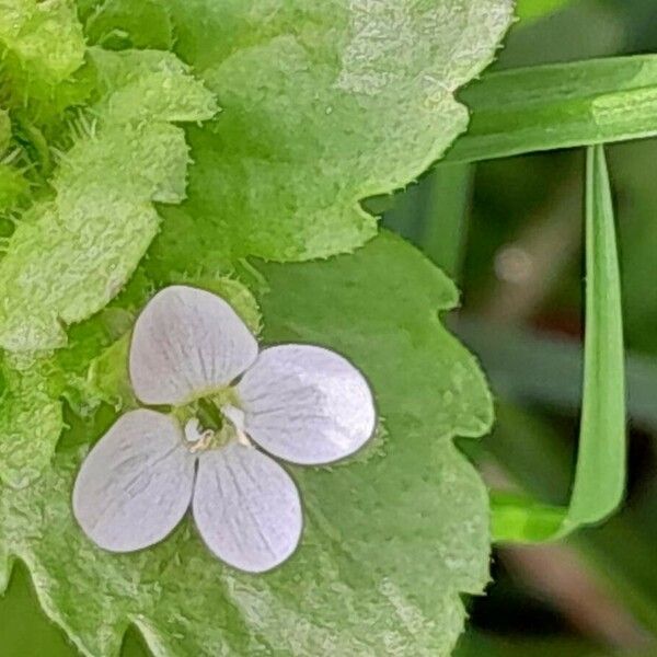 Veronica agrestis Blüte