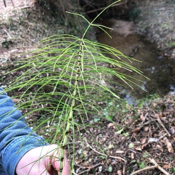 Equisetum fluviatile পাতা