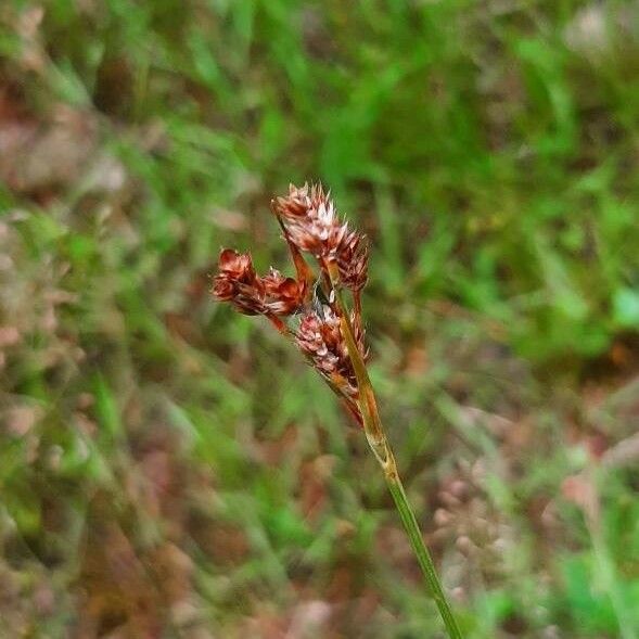 Luzula multiflora Blomst