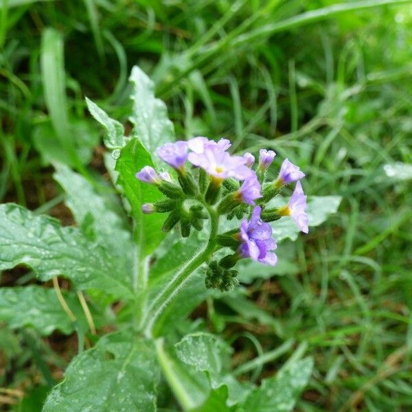 Heliotropium amplexicaule Flower