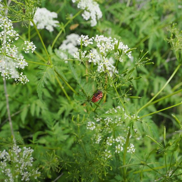 Chaerophyllum aureum ফুল