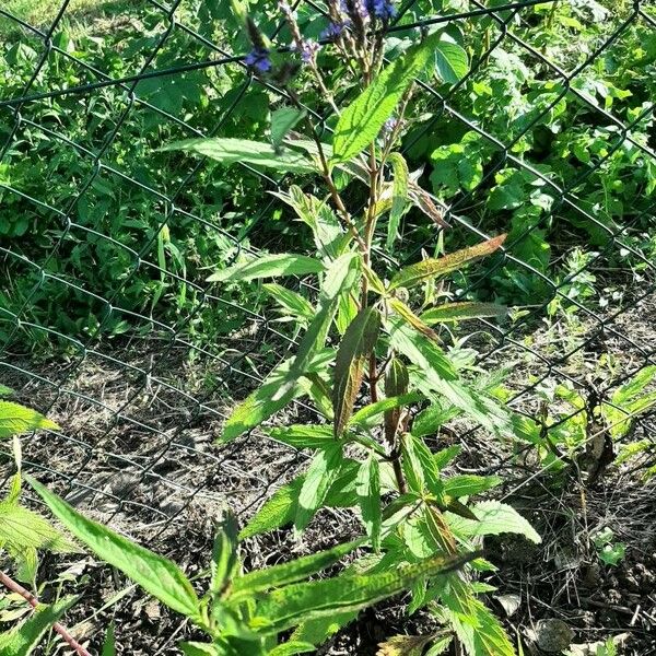 Verbena hastata Arall