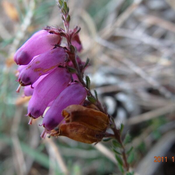 Erica ciliaris Floare