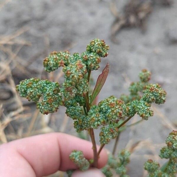 Chenopodium pratericola 果實