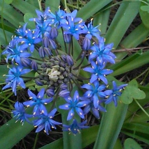 Scilla peruviana Blüte