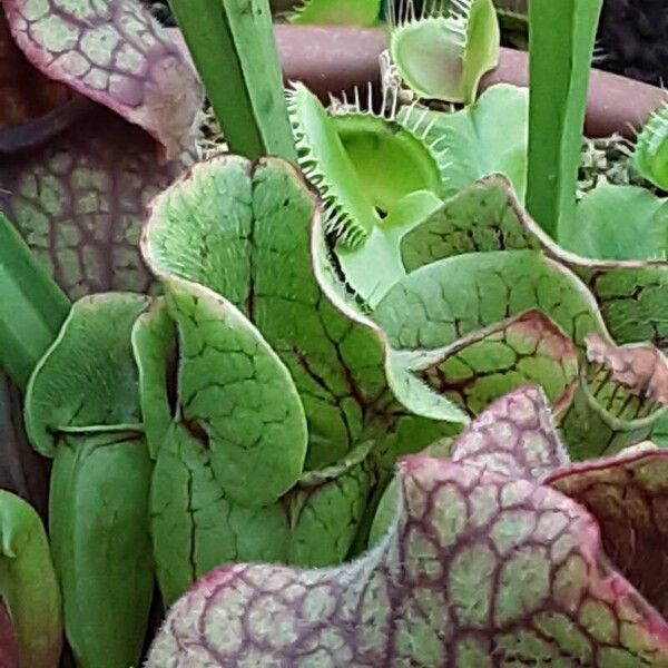 Sarracenia purpurea Folio