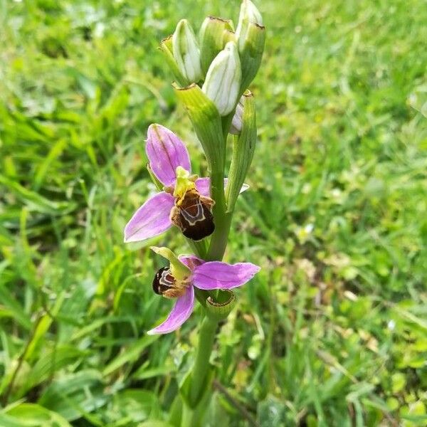 Ophrys apifera Flors