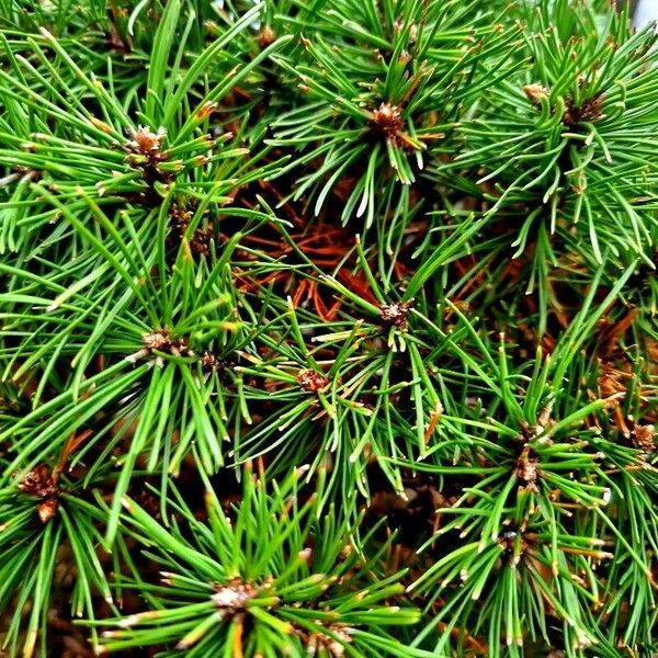 Pinus mugo ഇല