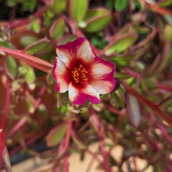 Portulaca umbraticola Blomma