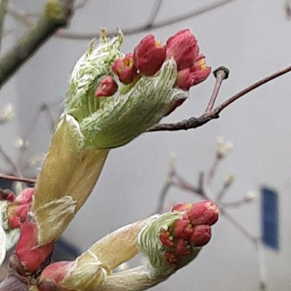 Acer japonicum Flower