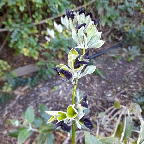 Salvia discolor Květ