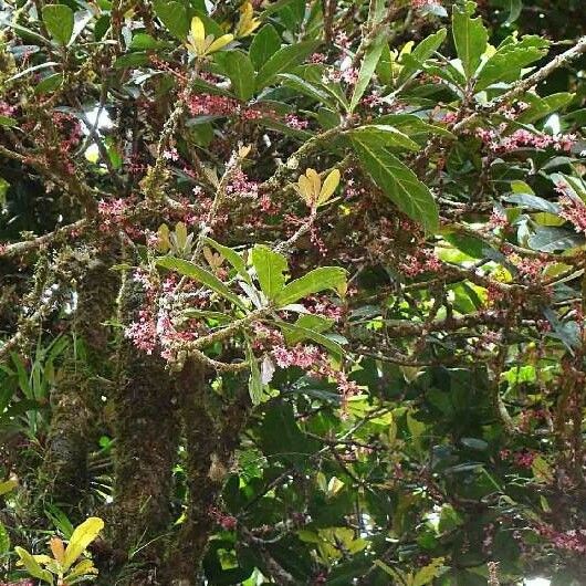 Acropogon aoupiniensis Habit