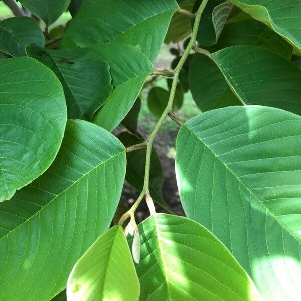 Annona cherimola Leaf