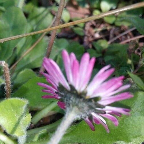 Bellis sylvestris Flower