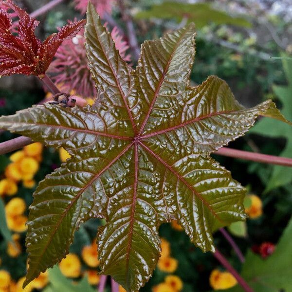 Ricinus communis Blad