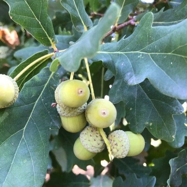 Quercus robur Flors