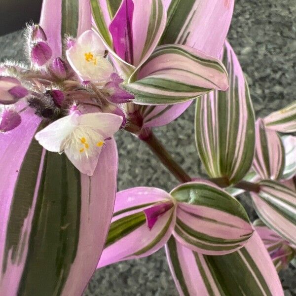 Tradescantia cerinthoides Lapas