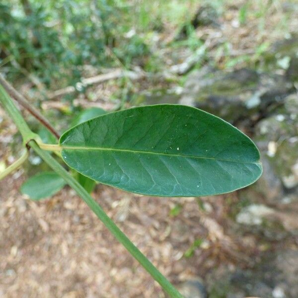 Trichosandra borbonica Leaf