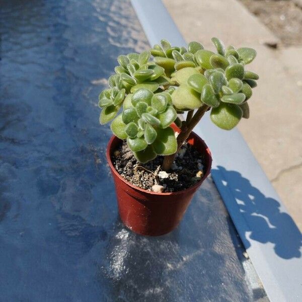 Aeonium lindleyi Leaf