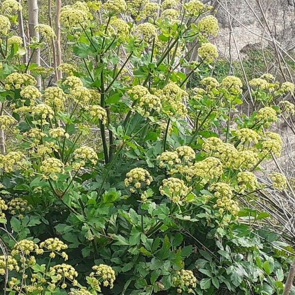 Angelica archangelica Flower