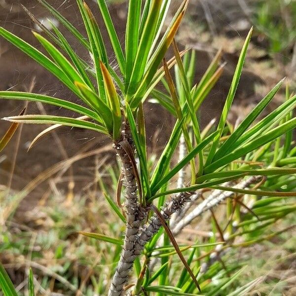 Xerophyta pinifolia Levél