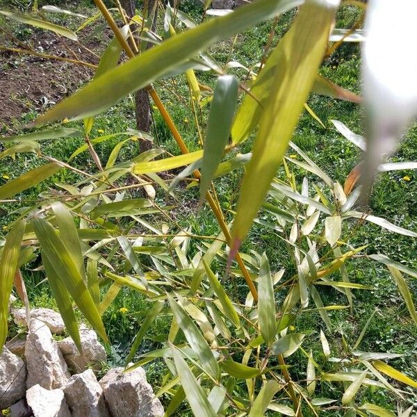 Phyllostachys aurea Flor