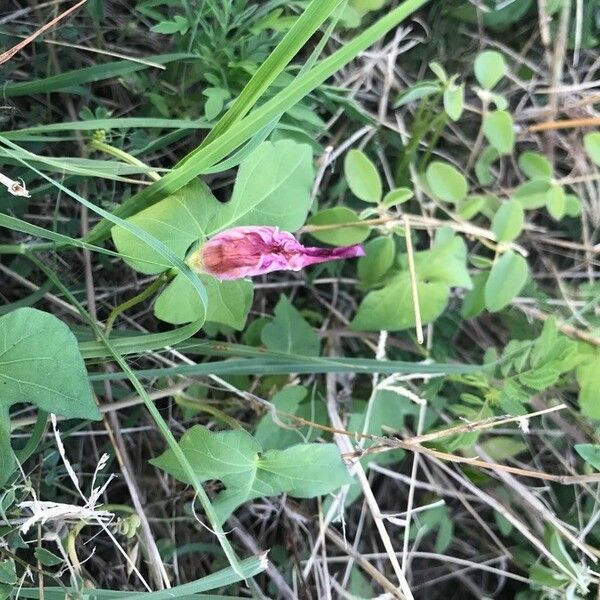 Ipomoea cordatotriloba Kvet