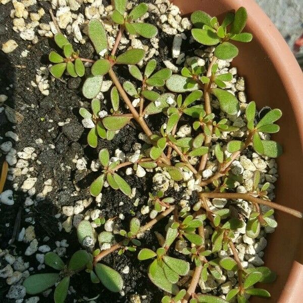 Portulaca oleracea Feuille