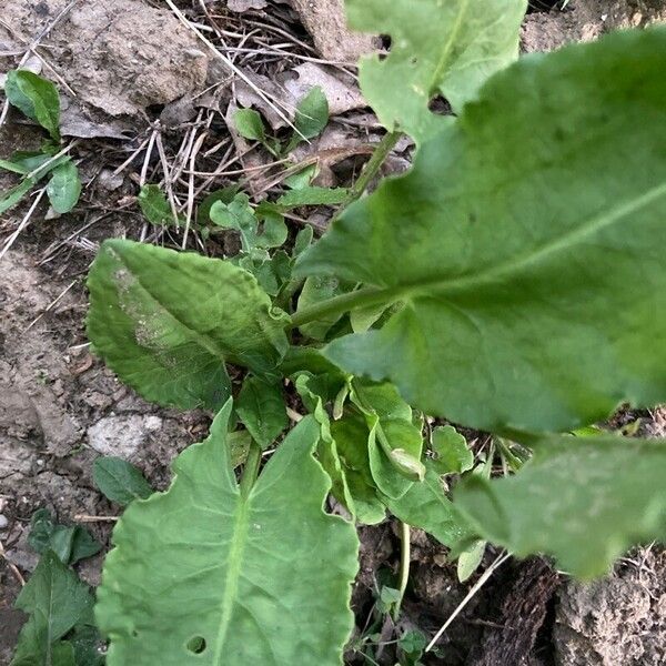 Rumex rugosus Ліст