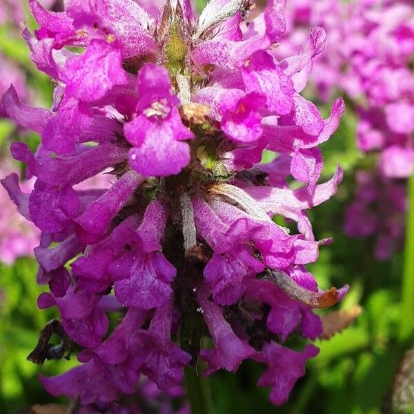 Stachys officinalis Květ