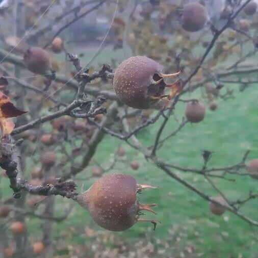 Crataegus germanica Meyve