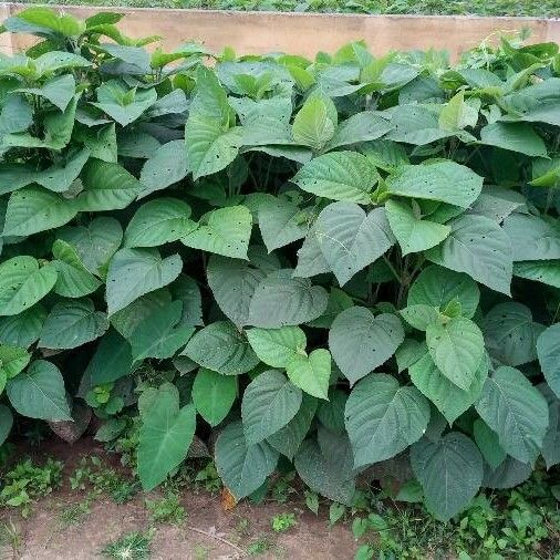 Clerodendrum infortunatum Blad