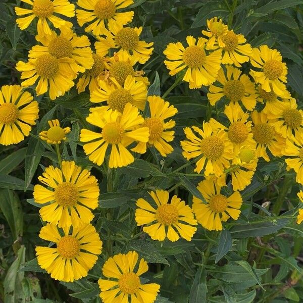 Helenium autumnale Virág