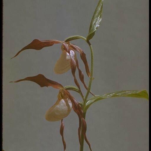 Cypripedium montanum Floro