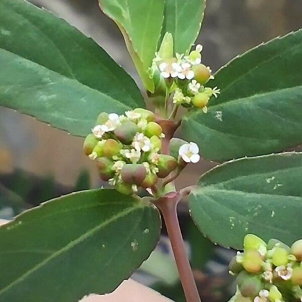 Euphorbia hyssopifolia Flors