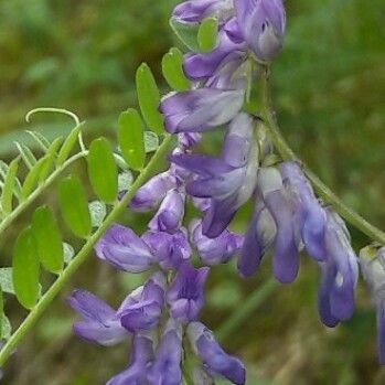 Vicia villosa Floro