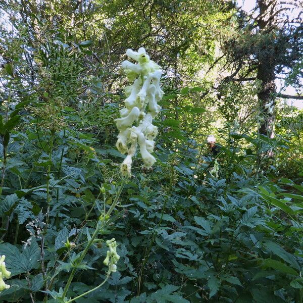 Aconitum vulparia Yeri