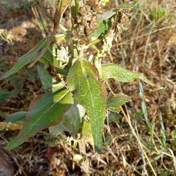 Verbascum pulverulentum Blad