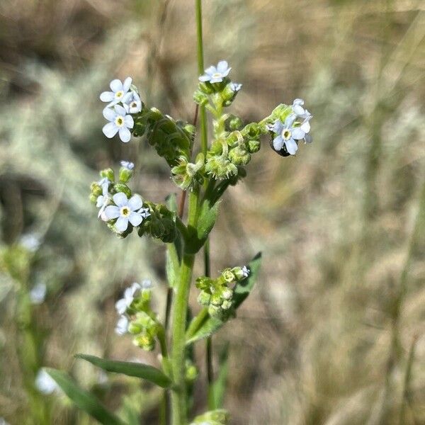 Hackelia floribunda Flor