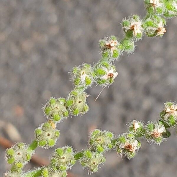 Heliotropium europaeum Vrucht