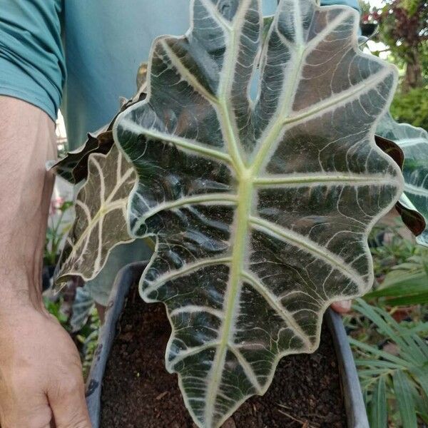 Alocasia sanderiana Liść