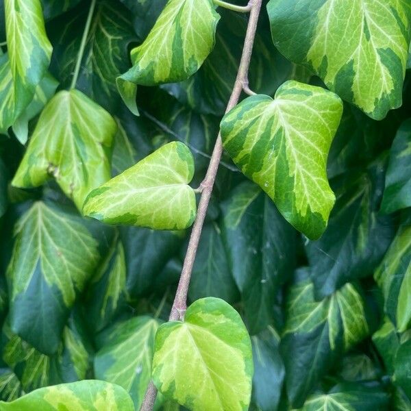 Hedera colchica Corteza