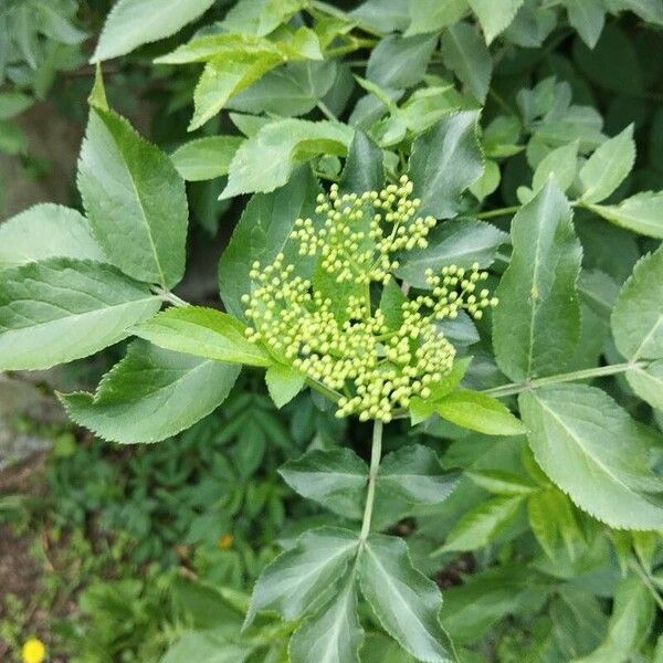 Sambucus canadensis Flor