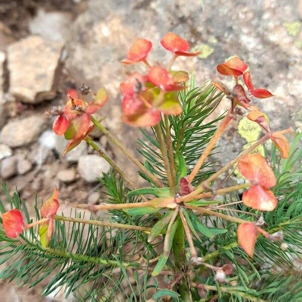Euphorbia cyparissias ফুল