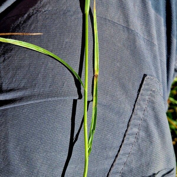 Carex leporina Leaf