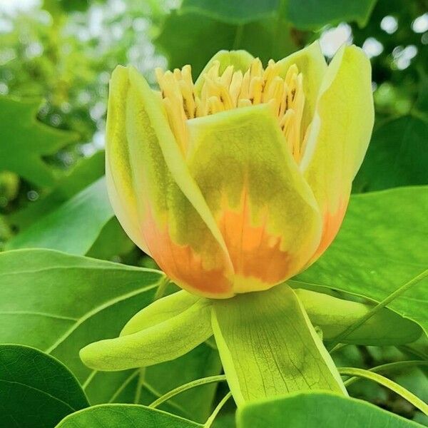 Liriodendron tulipifera Квітка